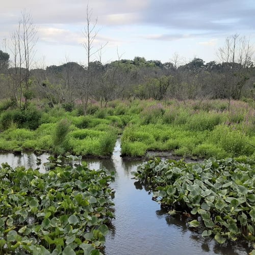 Dixon Wildfowl Refuge - Lindsay Olson article