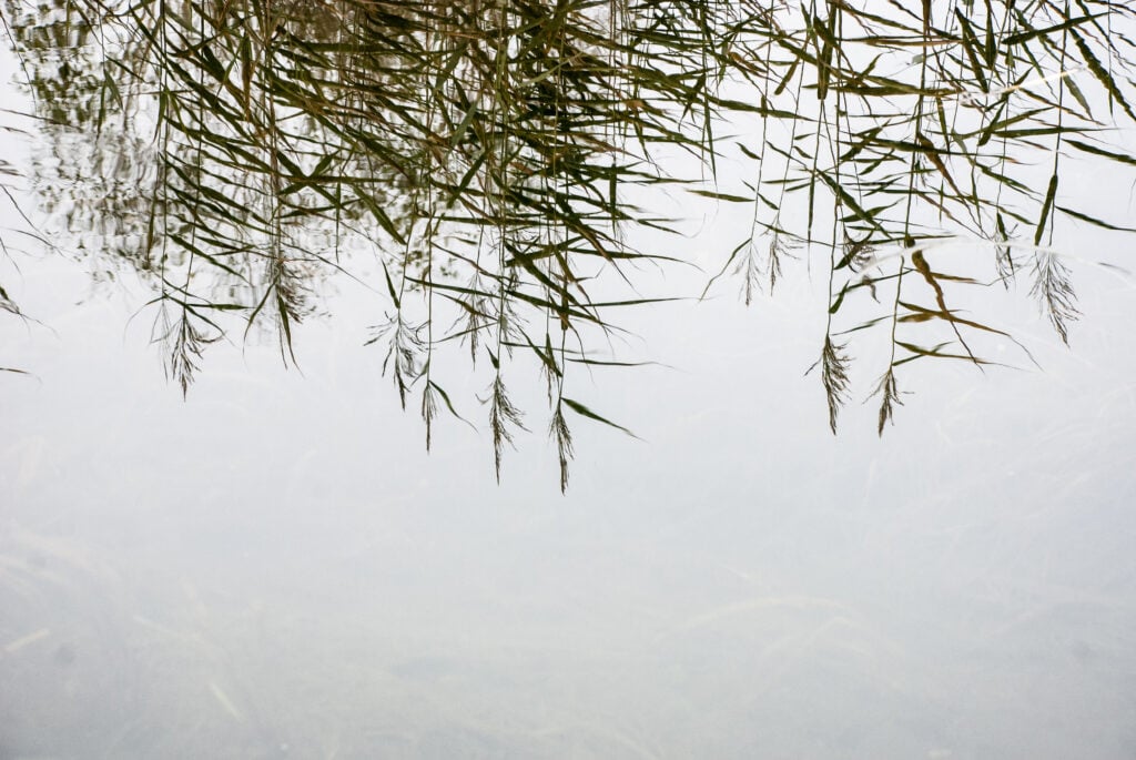 A-reflections-reeds-green-Helen-Terry-WF-Oct2017-1024x685