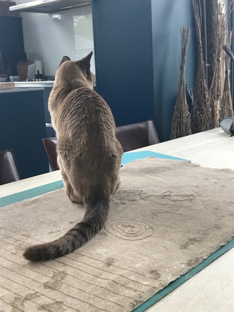 Cat-enforces-a-break-768x1024