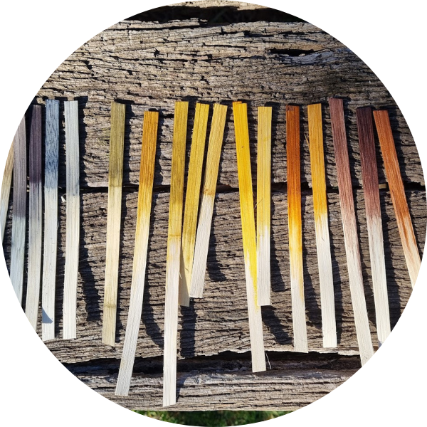 Goodall Module eight: Dyeing plant fibres