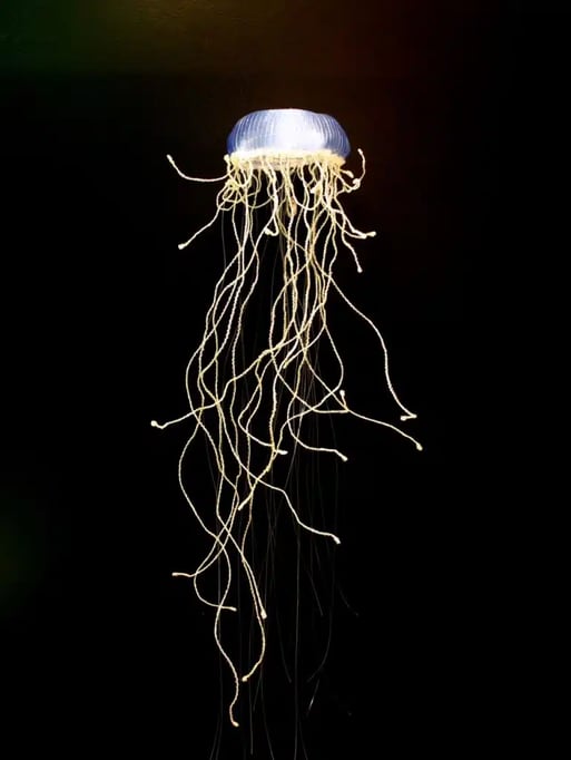 Zimmi Forest: The Art World, Foraging and Ethics