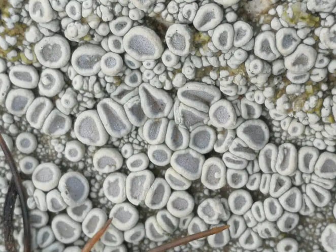 Alysn Midgelow-Marsden