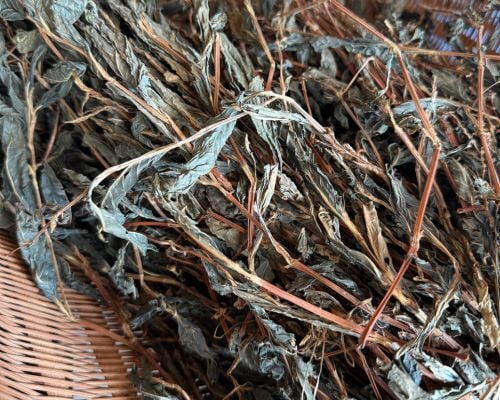 Japan Indigo dyeing plant material