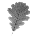 Watson leaves design