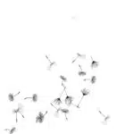 common-dandelion-drawing-4-copy-150x150.jpg