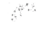 common-dandelion-drawing-5-copy-150x150.jpg